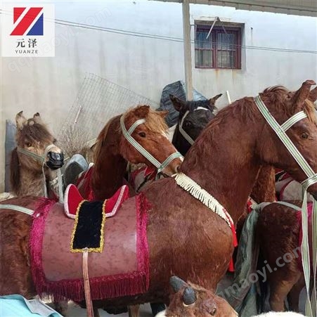 仿真皮毛動物標本 定制各種仿真動作擺件 仿真馬