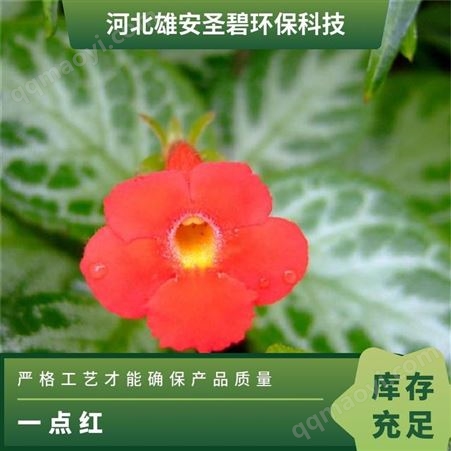 Z001-530一点红观赏型荷花苗 荷花种子 花期长 生长快 水景绿化种植荷花项目